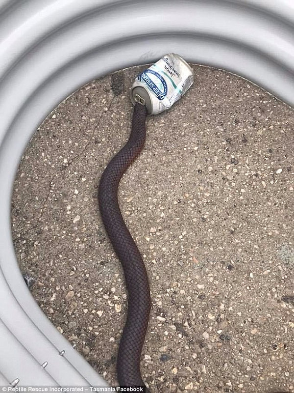 A copperhead snake has had to be rescued after his head became stuck in an aluminium can