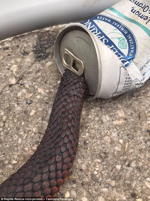 The snake was found with his head wedged inside the soft-drink can at Western Junction in Tasmania on Wednesday