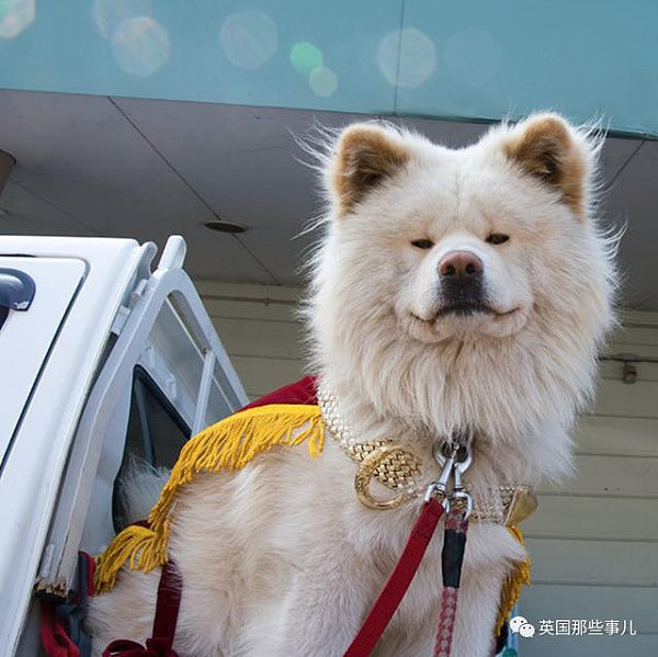 11年间从流浪狗变大明星 最近它的心情，却伴随着一声哀嚎，又跌进了谷底