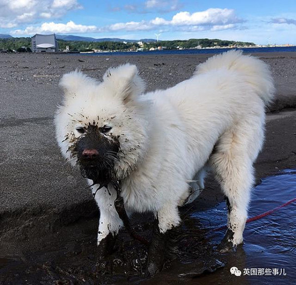 11年间从流浪狗变大明星 最近它的心情，却伴随着一声哀嚎，又跌进了谷底