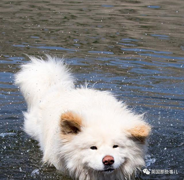 11年间从流浪狗变大明星 最近它的心情，却伴随着一声哀嚎，又跌进了谷底