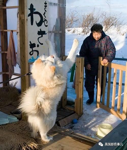 11年间从流浪狗变大明星 最近它的心情，却伴随着一声哀嚎，又跌进了谷底