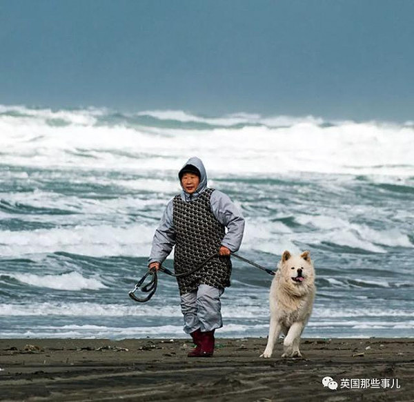 11年间从流浪狗变大明星 最近它的心情，却伴随着一声哀嚎，又跌进了谷底