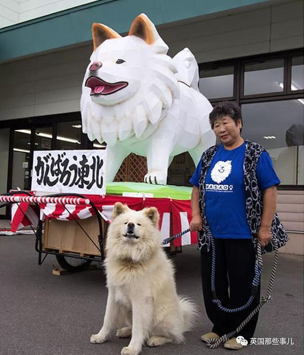 11年间从流浪狗变大明星 最近它的心情，却伴随着一声哀嚎，又跌进了谷底