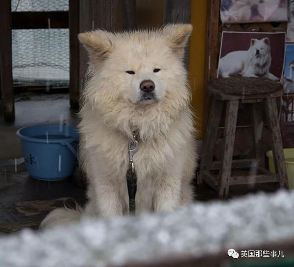 11年间从流浪狗变大明星 最近它的心情，却伴随着一声哀嚎，又跌进了谷底