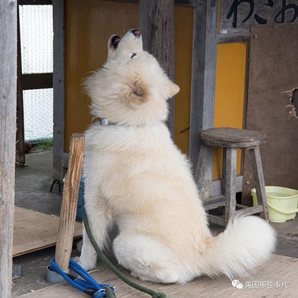 11年间从流浪狗变大明星 最近它的心情，却伴随着一声哀嚎，又跌进了谷底