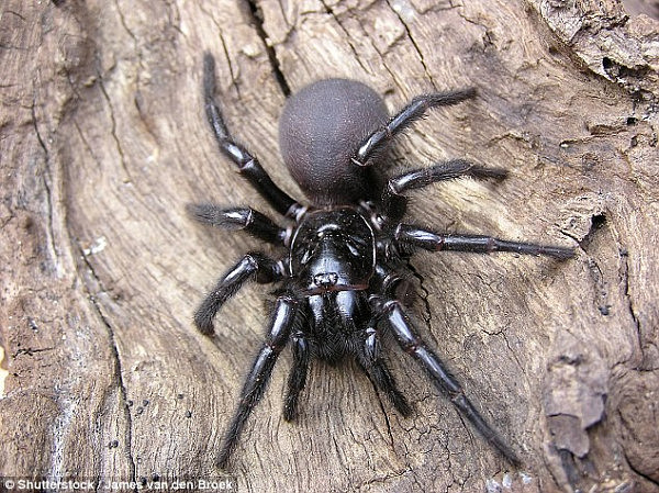 4737565300000578-5167507-Several_unsuspecting_Australians_have_spotted_funnel_webs_pictur-a-17_1512999912436.jpg,0