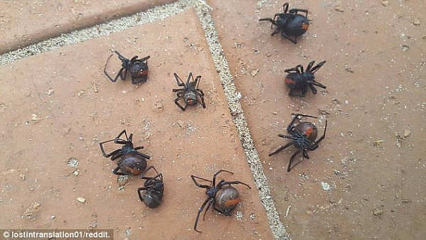 46F5306D00000578-5167507-A_horrified_homeowner_has_found_eight_deadly_redback_spiders_on_-a-16_1512999912412.jpg,0