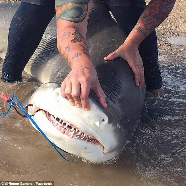 Loganea mother Renee Gardner tags sharks for the Department of Primary Industries in QLD