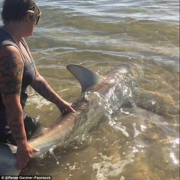 Ms Gardner caught a 2.8m bull shark in the Logan River in Queensland before setting it free