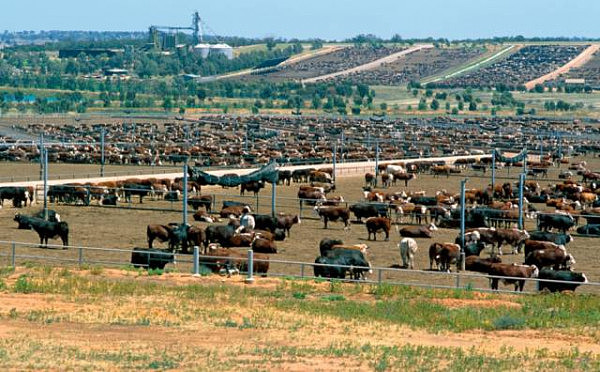 挖锂矿牧牛羊 澳北多元发展中资率先布局（2） - 2