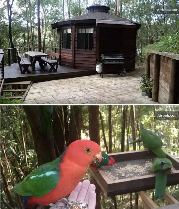 丛林树屋到私人岛屿，全澳最好的25个Airbnb民宿都在这里了 - 11