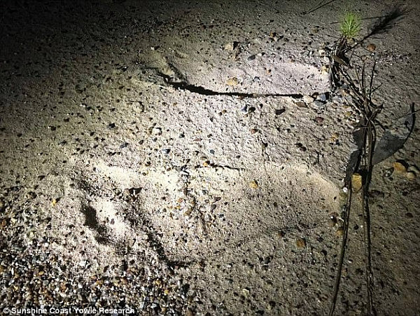 Yowie hunts claim these footprints found on Saturday night are evidence yowies are terrorising farms on the Sunshine Coast