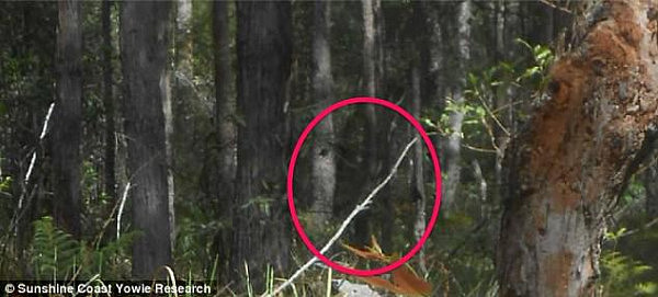 Another supposed sighting of a yowie from earlier this year on the Sunshine Coast