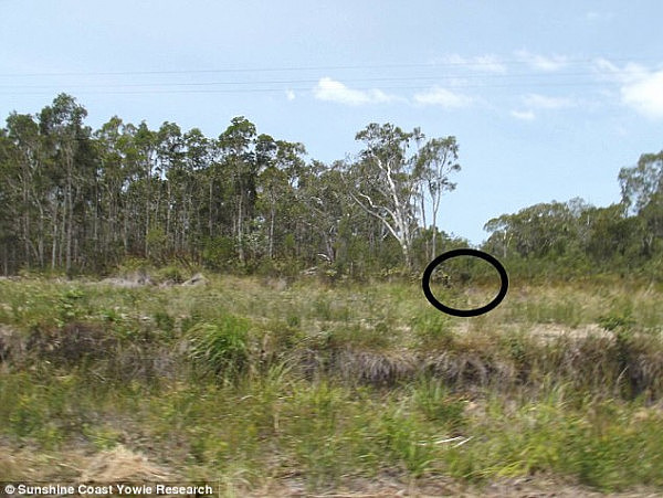 Two months ago several sheep were also taken and another local claimed to have seen a yowie walking around in the nearby Glasshouse Mountains (earlier alleged sighting pictured)