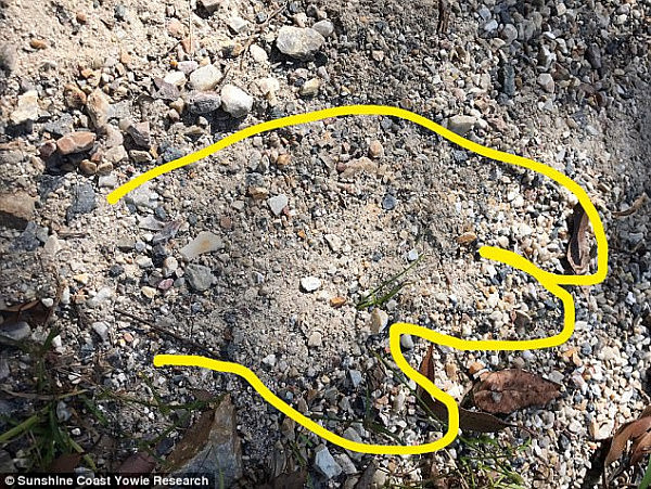 What yowie hunters claim is a footprint by the mythical beast in gravel earlier this year