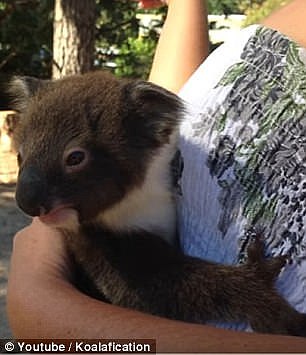 A lost baby koala cuddles its rescuer as they wait for her mother to come down from the trees