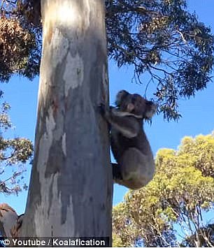 The little koala's mother climbs down from a gum tree to find her missing baby on the ground