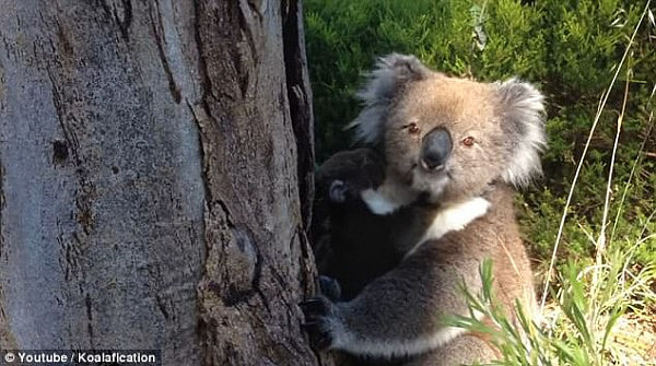 The  mother and baby koala are reunited with plenty of kisses and cuddles in touching footage