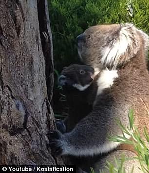 “你是妈妈吗？”澳洲考拉宝宝与母亲重聚 场面非常暖心！（视频）  - 5
