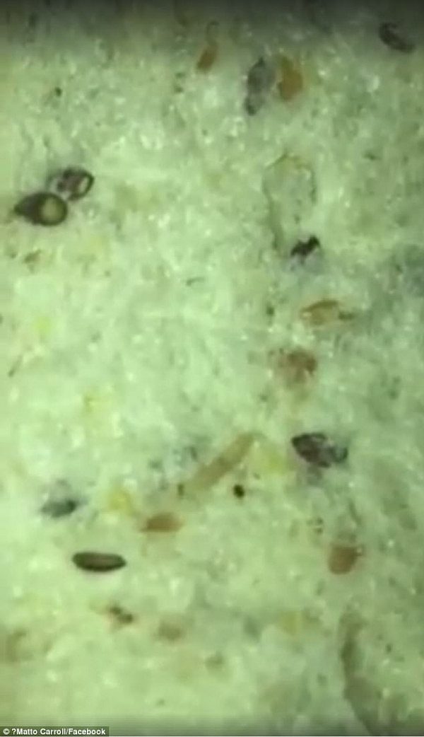 He accompanied his complaint with video 'evidence' of a maggot wriggling around on a piece of the 'hi-fibre' bread, believed to be from the Woolworths brand loaf