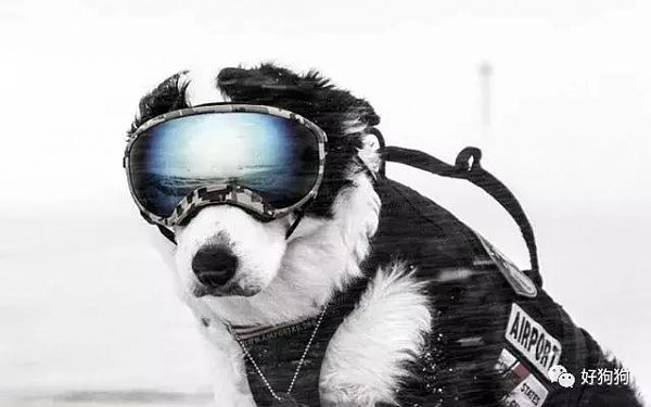 帅炸！美国机场驱鸟犬走红，网友称这狗太帅看一眼就爱上了！