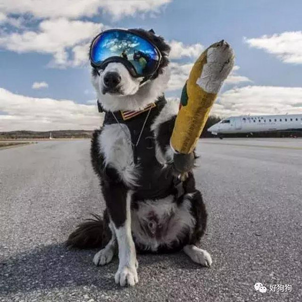 帅炸！美国机场驱鸟犬走红，网友称这狗太帅看一眼就爱上了！