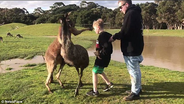 A young boy was smacked in the face by a giant kangaroo at the Phillip Island Nature Park in Victoria