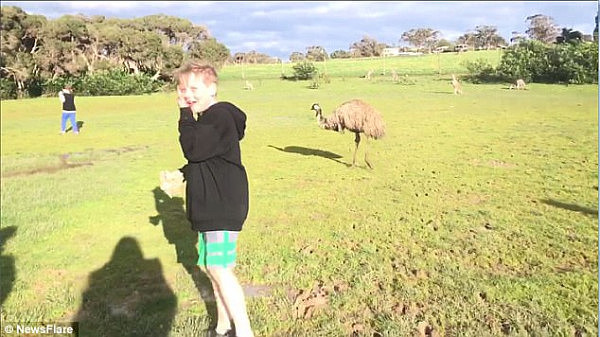 Video of the scary encounter shows the wild boomer chomping down on some roughage before becoming aggravated and lashing out at the child