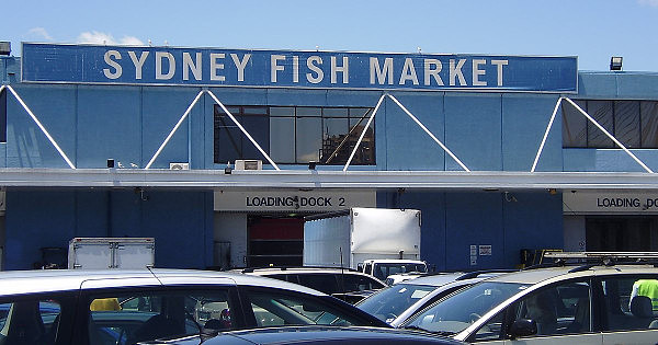 36小时！700吨！悉尼鱼市场海鲜马拉松即将开启！这周末去海鲜市场狂欢吧！ - 2