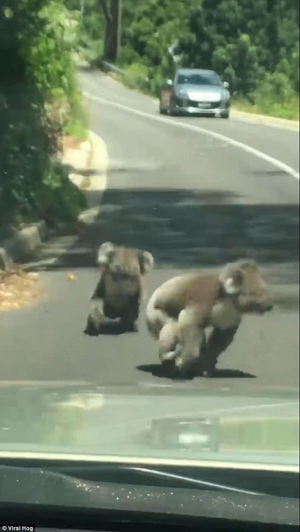 They chased each other on both sides of the road stopping the traffic for a few minutes 