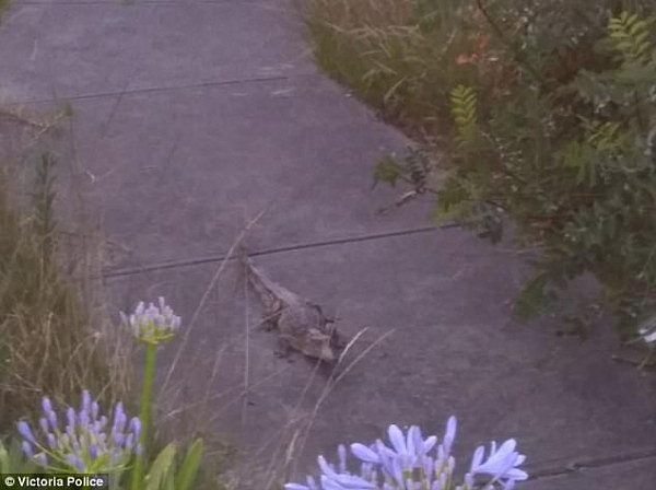 A couple going for a walk in Melbourne on Christmas night got quite a fright when they stumbled upon a one-metre long saltwater crocodile in a neighbour's front yard