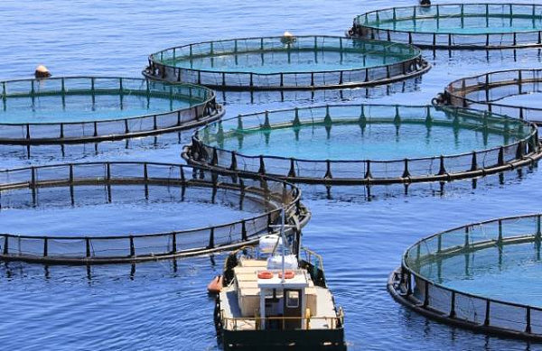 Yumbah水产养殖商饲育优质鲍鱼 澳年产量独占六成 - 1