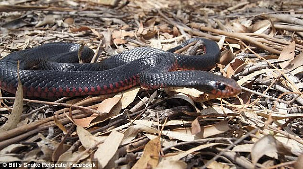 Red-bellied black snakes are common along the east coast of Australia and are venomous