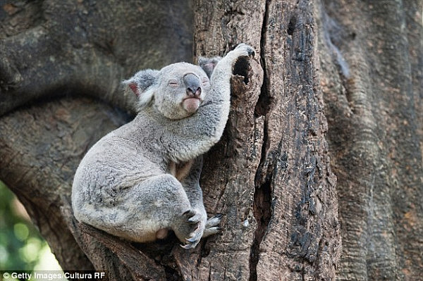 4792A2E400000578-5212391-A_vaccine_to_protect_koalas_against_chlamydia_has_been_developed-a-18_1514271367885.jpg,0