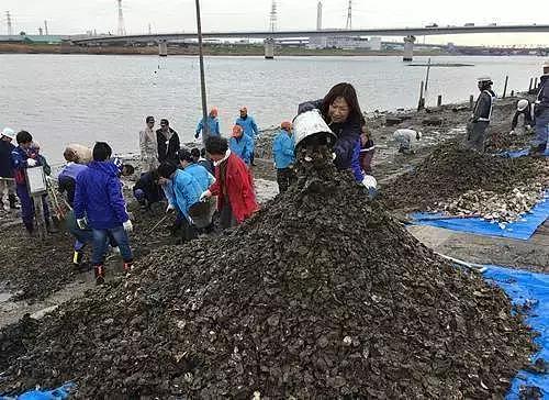 中国人疯狂挖生蚝留下100吨垃圾！日本人不解：这东西有毒怎么吃