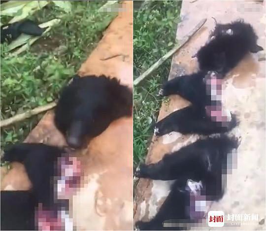 男子疑持AK47将黑熊活活打死 云南警方：初步确定事发缅甸