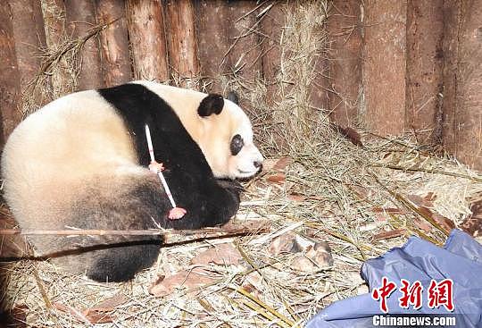全球首只母兽带仔野化培训放归大熊猫“淘淘”成功回捕 - 2