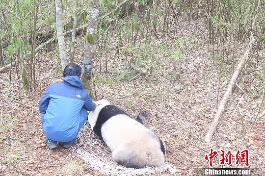全球首只母兽带仔野化培训放归大熊猫“淘淘”成功回捕 - 3