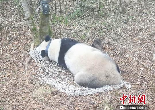 全球首只母兽带仔野化培训放归大熊猫“淘淘”成功回捕 - 4