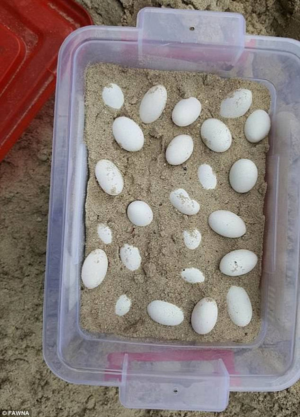 FAWNA volunteers quickly arrived on the scene and removed the nest - and said students were lucky to discover the eggs (pictured) before Christmas break as they were only two weeks away from hatching