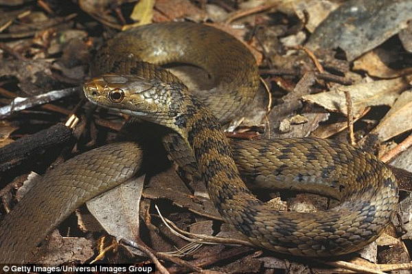 The school's playground sits on the edge of a reserve and volunteers believe the eggs could have been laid by up to two brown snakes (Stock image)