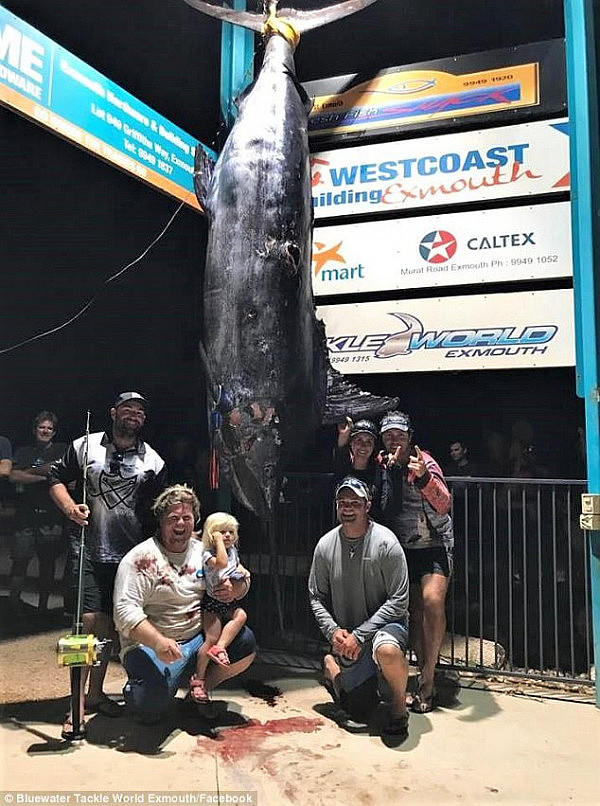 A group of friends have landed what is believed to be the biggest-ever blue marlin caught in Australia
