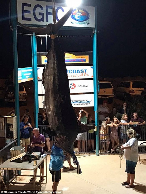 Skipper Eddy Lawler and friend Clay Hilbert pulled in the nearly half-tonne fish off Exmouth, Western Australia after a two-hour struggle on Monday