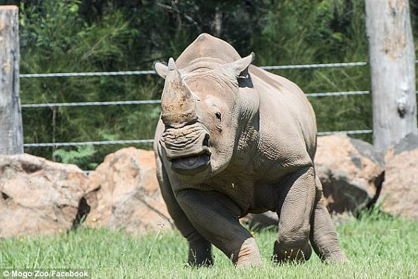 A woman has been rushed to the hospital after she was gored by a rhino at a zoo on the NSW south coast on Wednesday afternoon (a picture of a rhino from Mogo Zoo's Facebook)