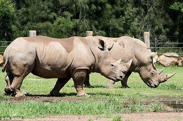 The 47-year-old is alleged to have been attacked around 1pm while on a rhinoceros tour at Mogo Zoo