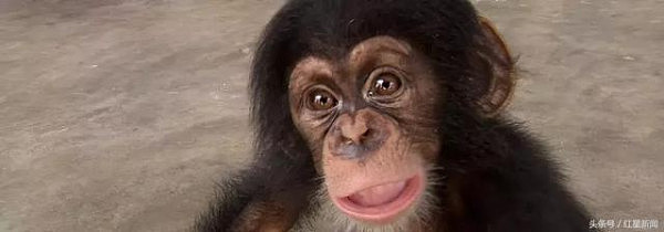 黑猩猩全球地下交易链曝光：活捉它一个 得杀光它全家