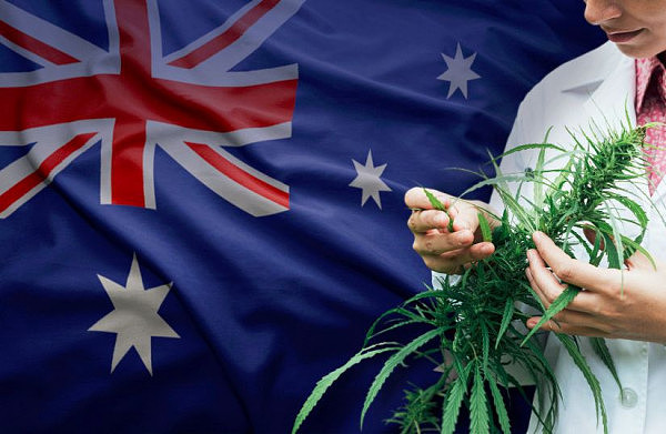 澳联邦政府放行药用大麻出口 医药大麻股疯涨三成 - 1