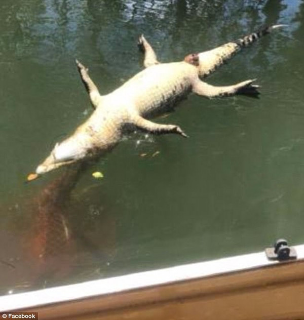 A dead croc was found in the Johnstone River