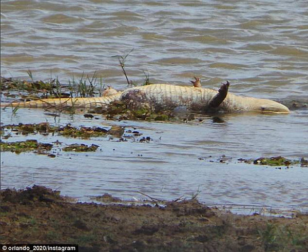 The crocodile was found with a crab pot around its mouth, and is assumed to have drowned